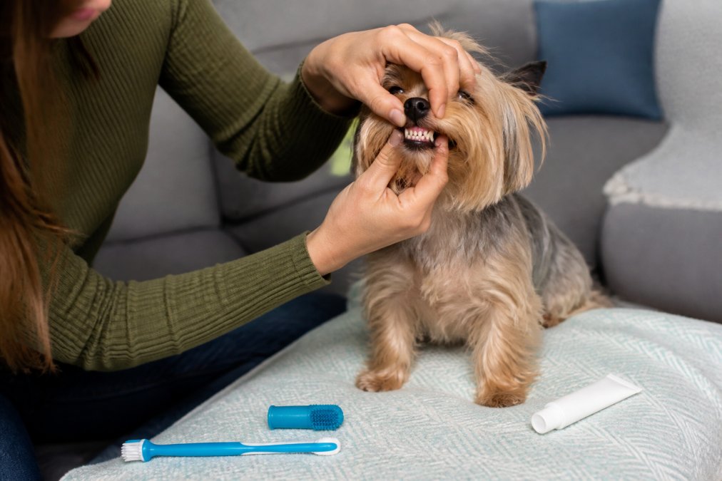 Small dog owner gently lifting the dog's lip to show teeth, with the dog sitting calmly on a comfortable cushion in natural home lighting, demonstrating gentle desensitization technique