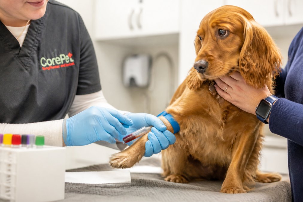 Pre-Anesthetic Bloodwork for Pets: A Complete Guide