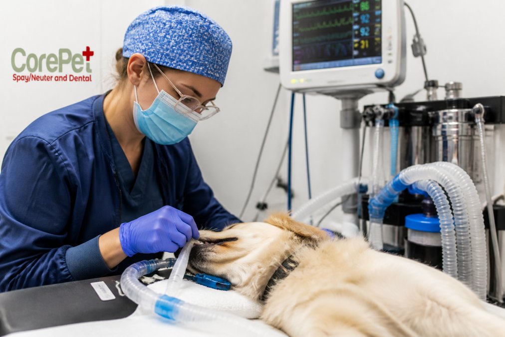 Pet Anesthesia Safety Protocols Explained