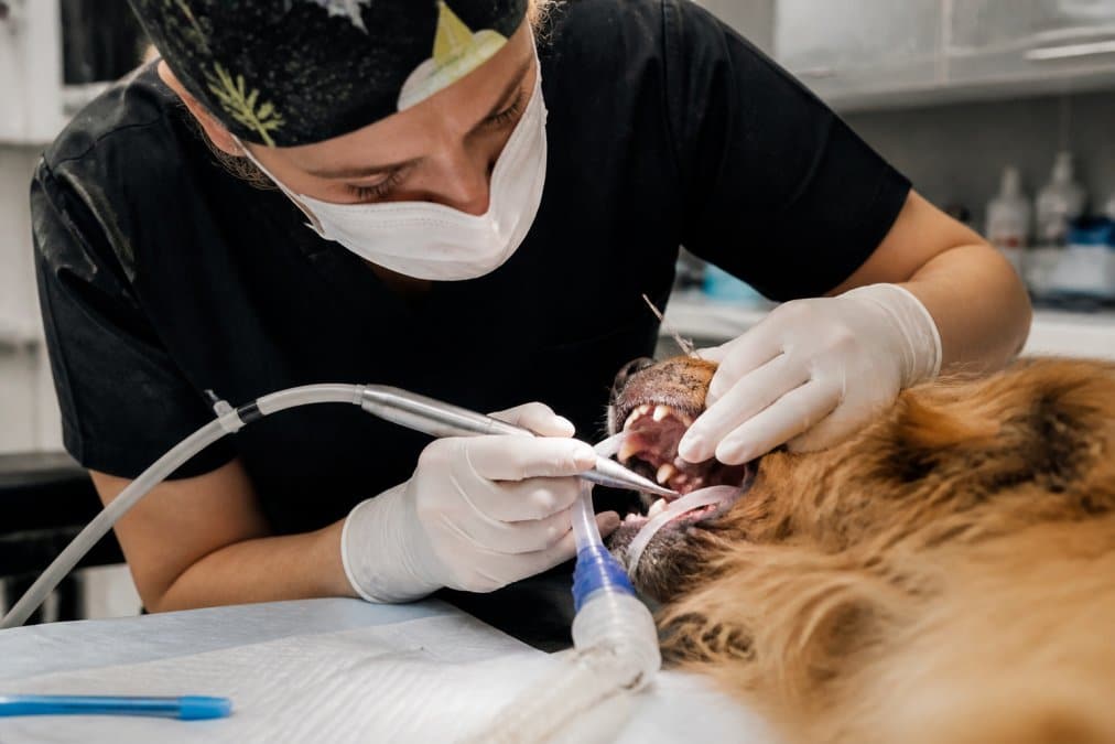 Professional veterinary technician performing dental cleaning on a dog under general anesthesia, using scaling tools while the dog's mouth is gently held open, with surgical lighting illuminating the work area