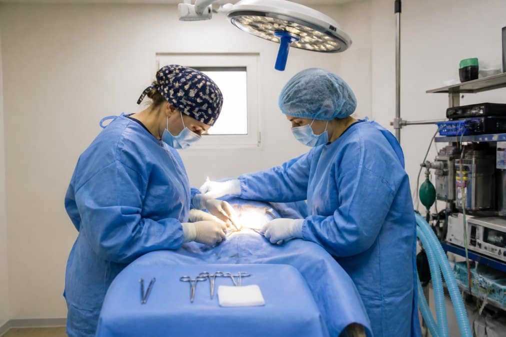 Veterinary surgical team in sterile operating room performing ovariohysterectomy on a draped patient, surgical lights overhead, anesthesia monitoring equipment visible, focused professional environment