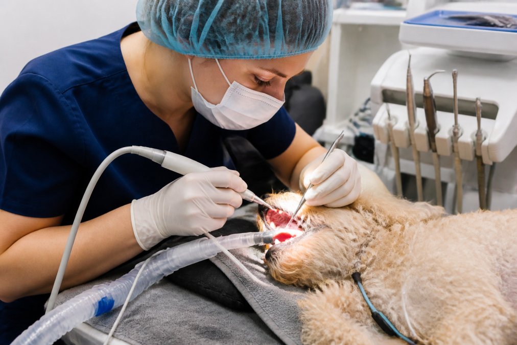 A veterinary professional performing a professional dental cleaning on an anesthetized dog using modern dental equipment in a surgical center