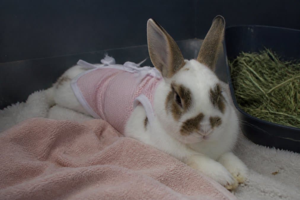Professional illustration showing recovery and rabbit and resting concepts for spay neuter rabbits risks