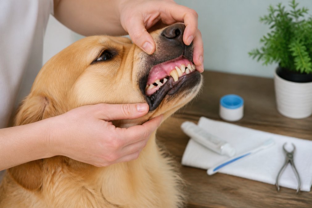 Pet owner's hands gently opening a dog's mouth to inspect the teeth and gums, demonstrating proper home examination technique with good lighting