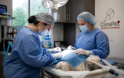 Emergency Pet Surgery vs Routine Procedures