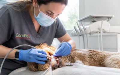 Pet Dental Services: What to Expect & How to Prepare