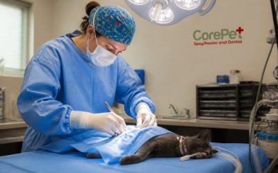 Veterinary Surgery for Pets: A Complete Guide