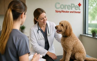 Best Age to Spay a Dog: Breed & Health Guide