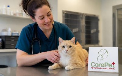 Low Cost Vet Services: Your Guide to Affordable Pet Care