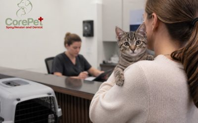 Ideal Age for Pet Spaying: A 2026 Guide