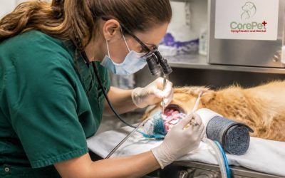 Pet Dental Cleaning vs At Home Brushing: What Works