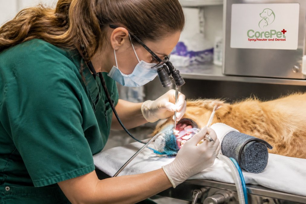Pet Dental Cleaning vs At Home Brushing: What Works