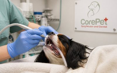 Pet Dental Cleaning in New Hampshire: Top 5 Services