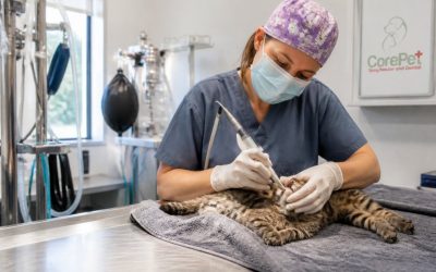Affordable Alternatives to Emergency Pet Surgery in NH