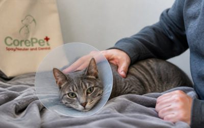 Pet Neutering Complications: What to Do After Surgery