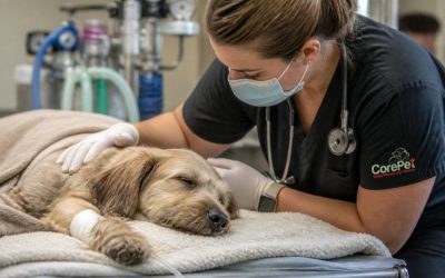 How to Find Financial Assistance for Emergency Pet Surgery