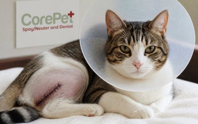 Cat Testicles Removed: Neuter Recovery Guide