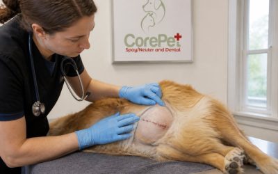How to Check a Dog Incision for Infection