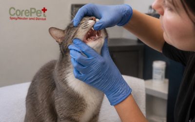 How to Identify Tooth Resorption in Cats