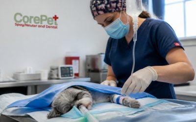 Is IV Fluid Therapy Necessary During Pet Surgery?