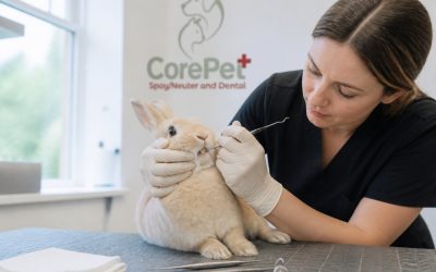 Why Rabbit Dental Care Matters: A Complete Guide