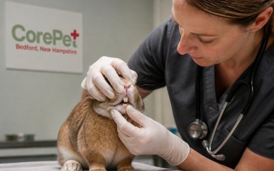 Dental Disease in Rabbits: Symptoms and Care