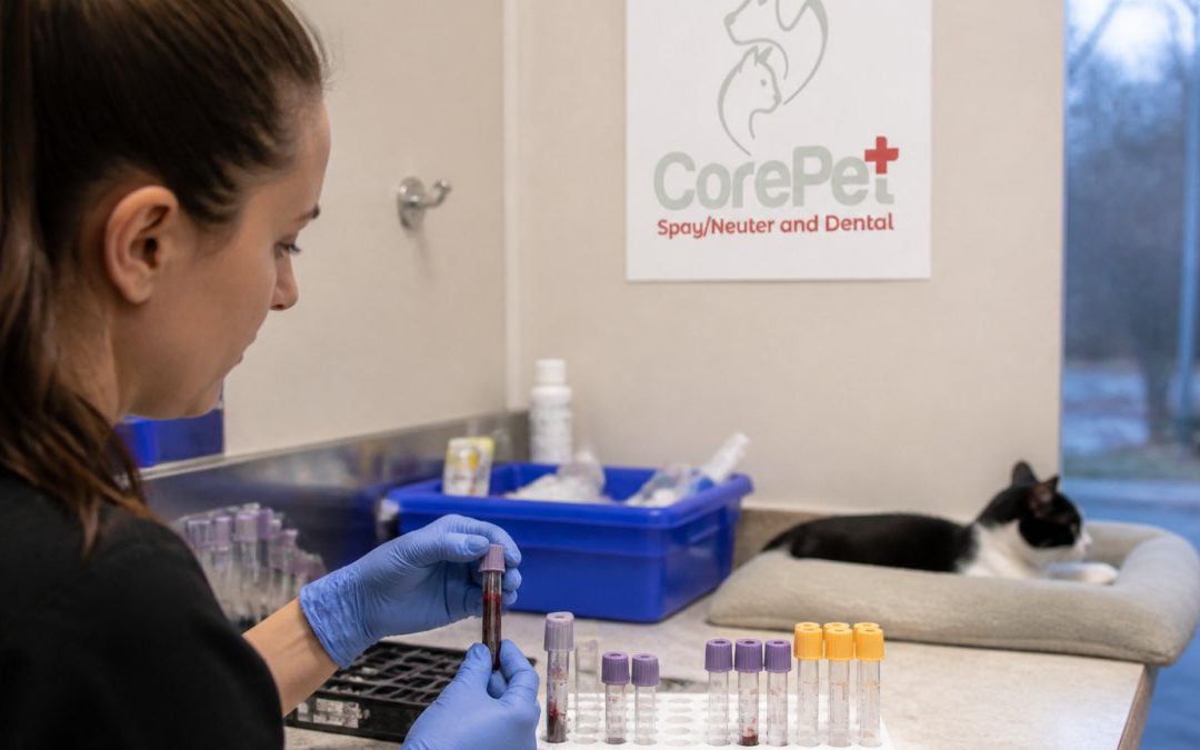 Pre-Anesthetic Blood Work for Pets Explained
