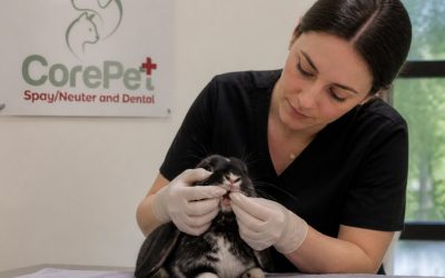 Risk of Dental Disease in Rabbits: What NH Owners Should Know