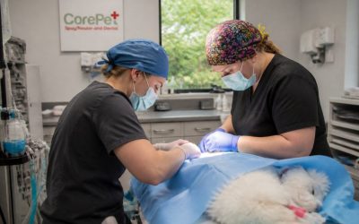 Emergency Protocols for Pet Surgery Centers
