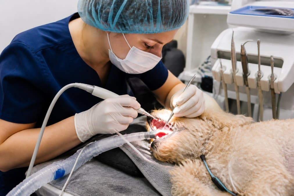 A veterinary professional performing a professional dental cleaning on an anesthetized dog using modern dental equipment in a surgical center