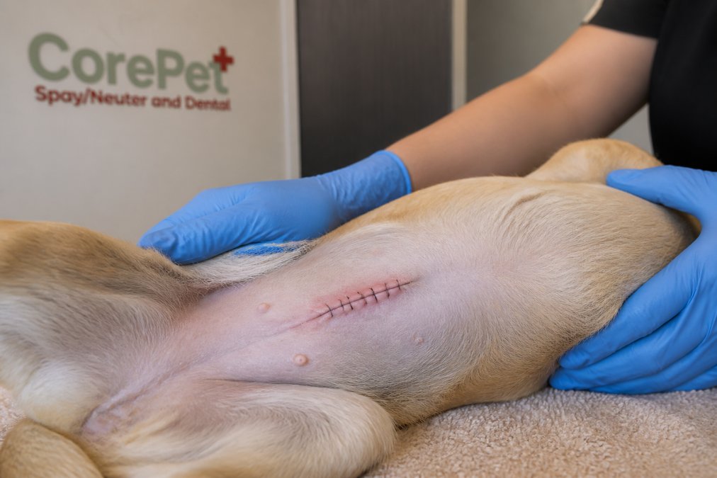 Close-up of a dog's post-operative spay incision with clean sutures, minimal redness, and healthy tissue healing with proper wound care
