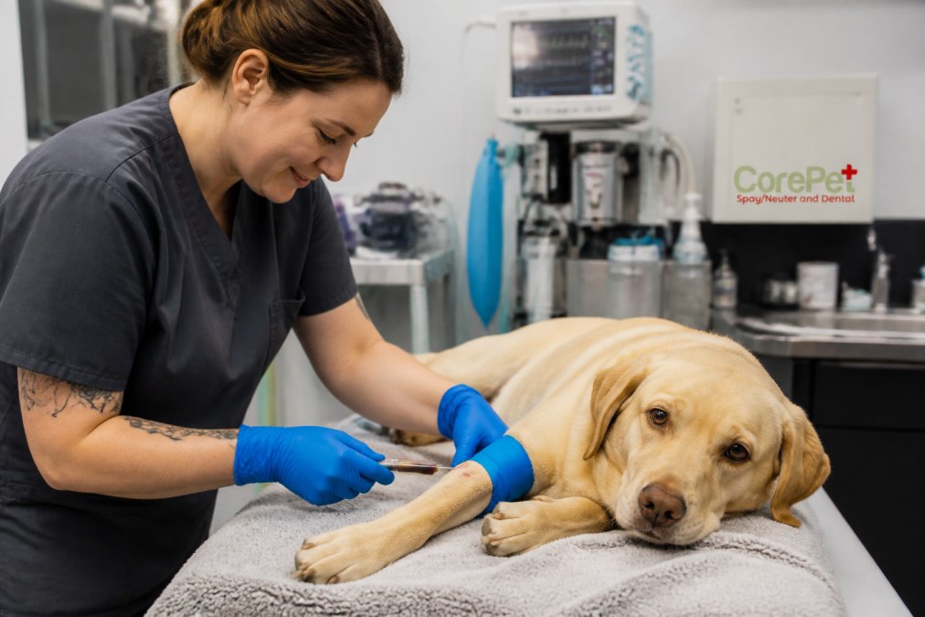 Veterinary technician drawing blood from a calm dog in a clean surgical center, with medical equipment visible in the background and monitoring screens showing vital signs