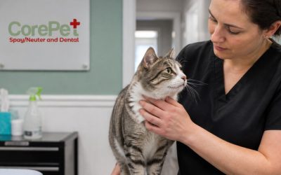 Is Dental Surgery Safe for Cats? What NH Owners Should Know