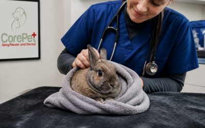 Importance of Spaying Female Rabbits: What NH Owners Need to Know