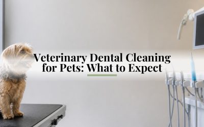 Veterinary Dental Cleaning for Pets: What to Expect