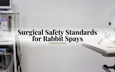 Surgical Safety Standards for Rabbit Spays