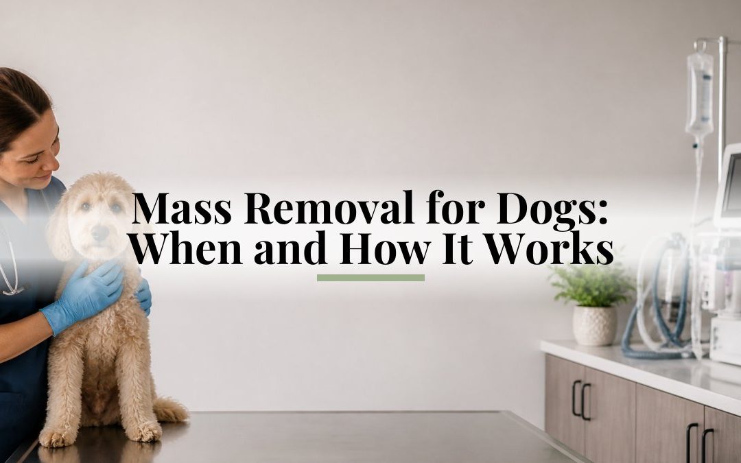 Mass Removal for Dogs: When and How It Works