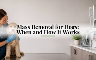Mass Removal for Dogs: When and How It Works