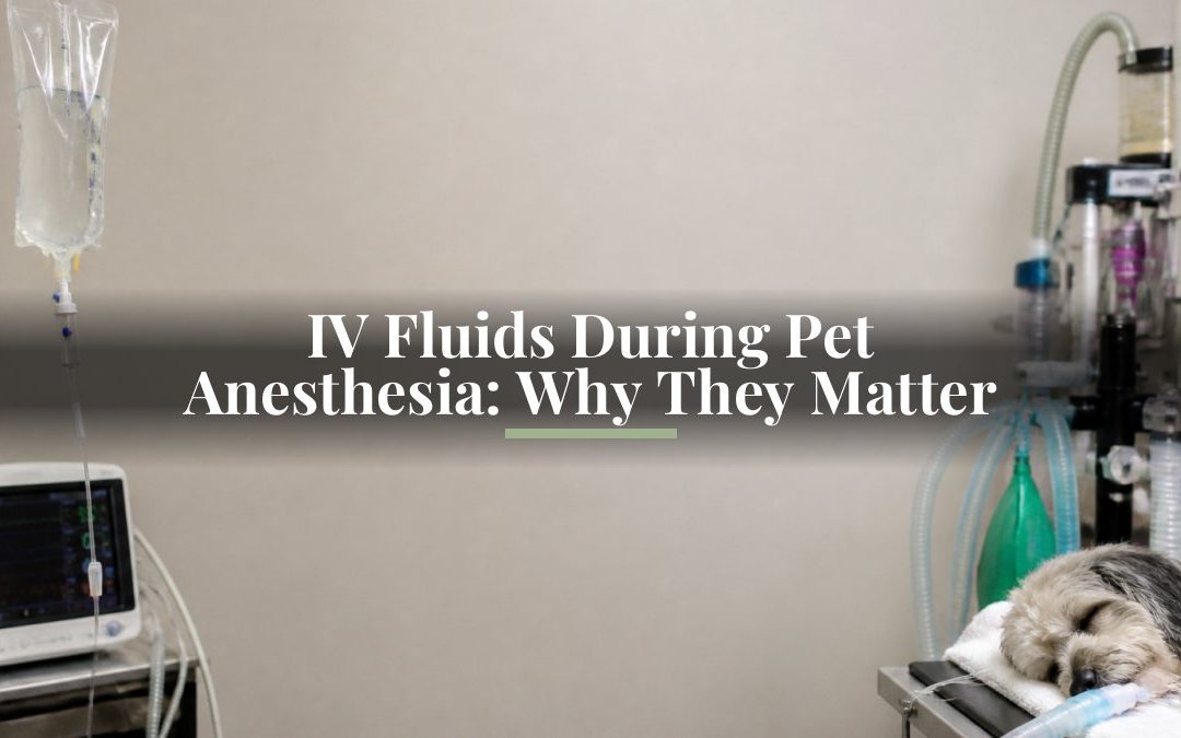 IV Fluids During Pet Anesthesia: Why They Matter
