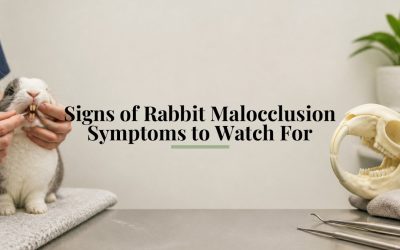 Signs of Rabbit Malocclusion Symptoms to Watch For