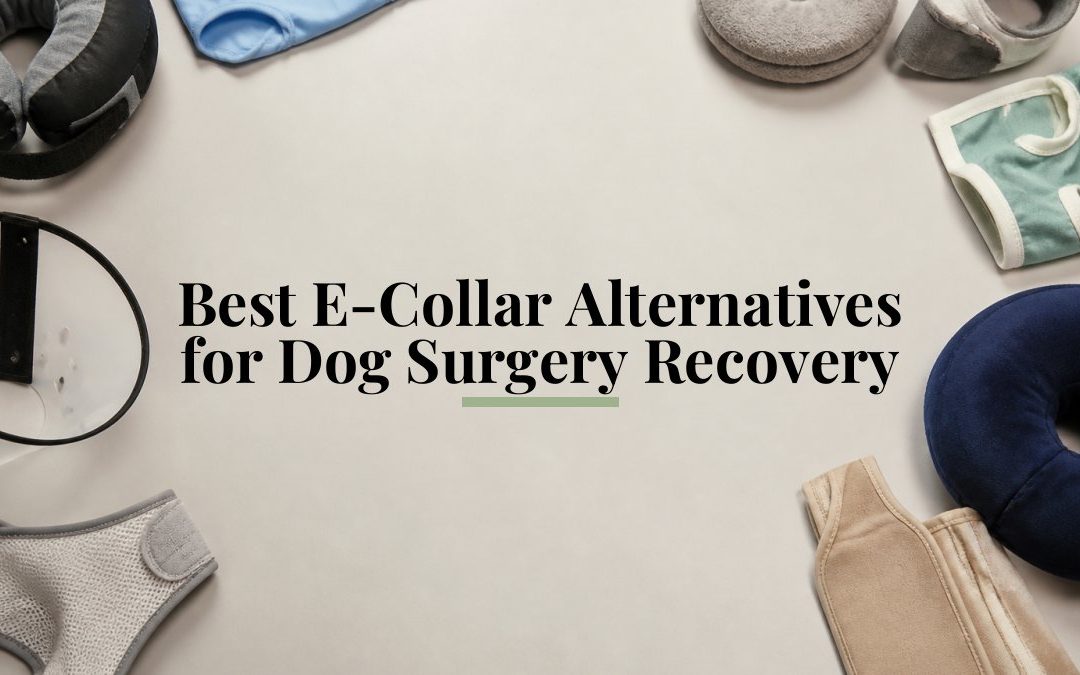 Best E-Collar Alternatives for Dog Surgery Recovery