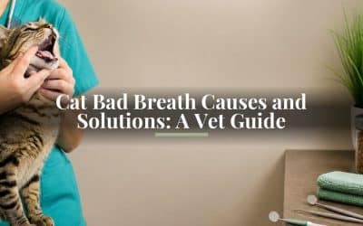 Cat Bad Breath Causes and Solutions: A Vet Guide