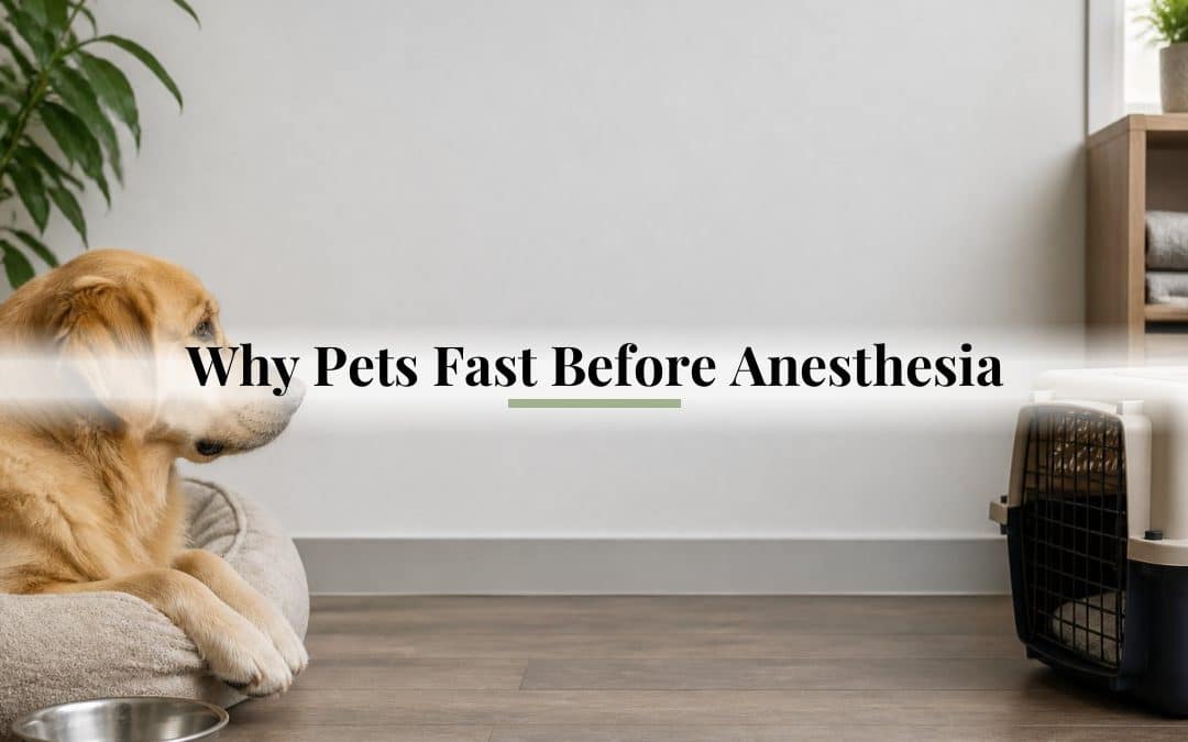 Why Pets Fast Before Anesthesia
