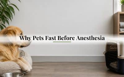 Why Pets Fast Before Anesthesia