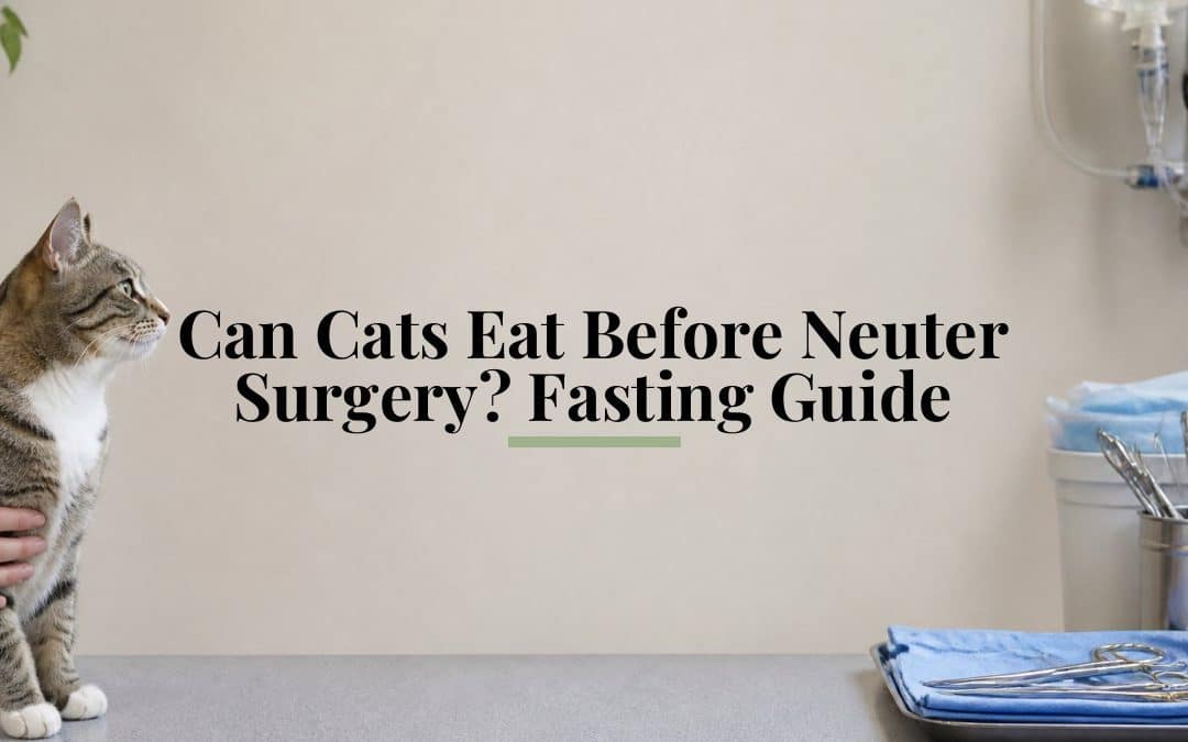 Can Cats Eat Before Neuter Surgery? Fasting Guide