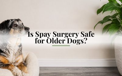 Is Spay Surgery Safe for Older Dogs?