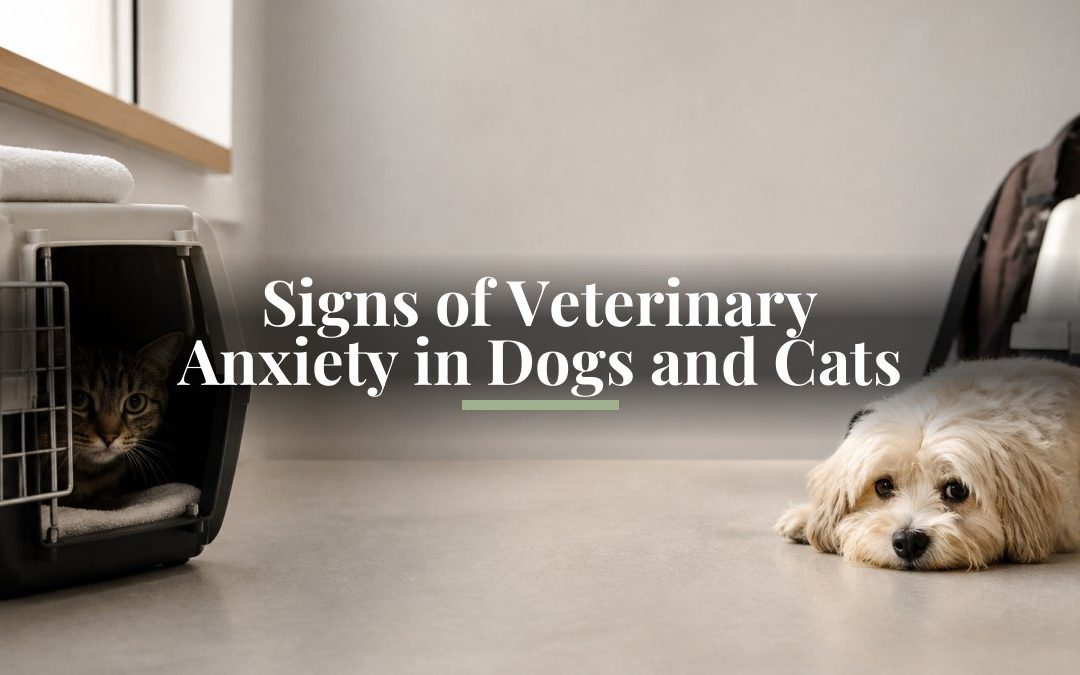 Signs of Veterinary Anxiety in Dogs and Cats