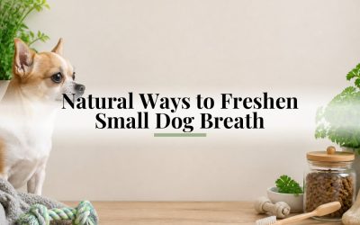 Natural Ways to Freshen Small Dog Breath