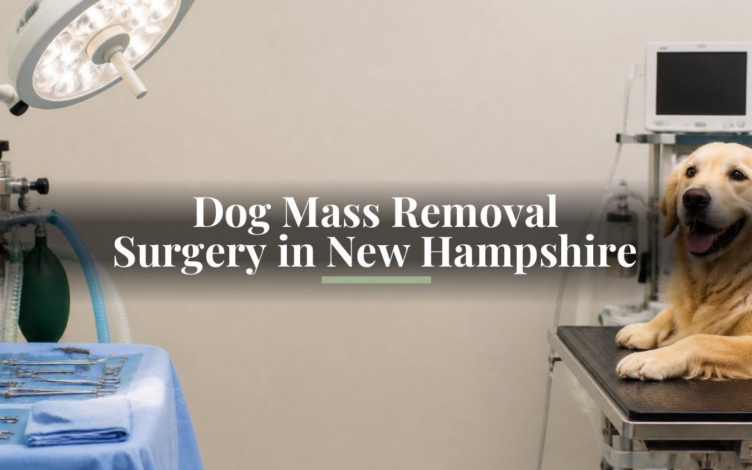 Dog Mass Removal Surgery in New Hampshire