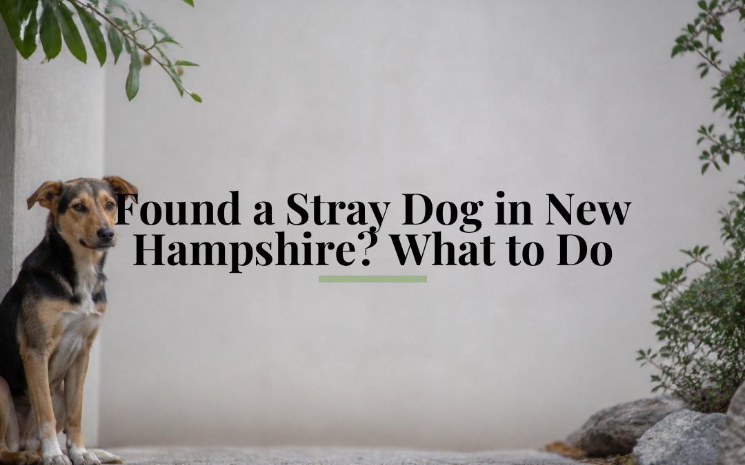 Found a Stray Dog in New Hampshire? What to Do